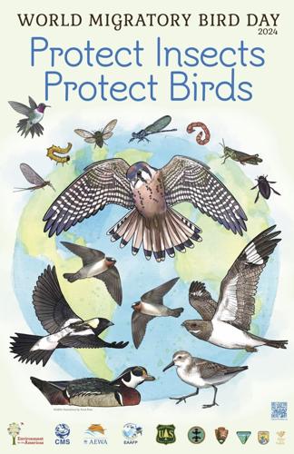 World Migratory Bird Day art by Anna Rose