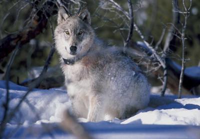 wolf