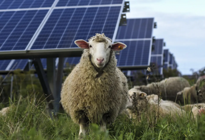 Cornell sheep ISJ