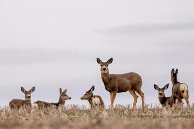 Mule Deer cull 2026