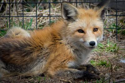 Michael the Fox