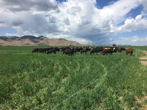 USDA restores major Idaho farm program after yearlong pause