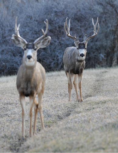 Deer