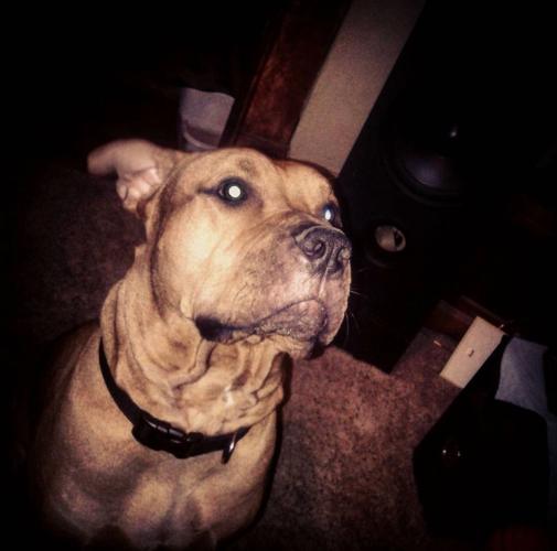 Copper Lynn missing pit bull after fatal wreck