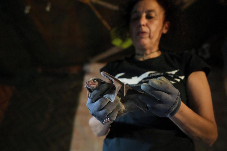 Italy Bats