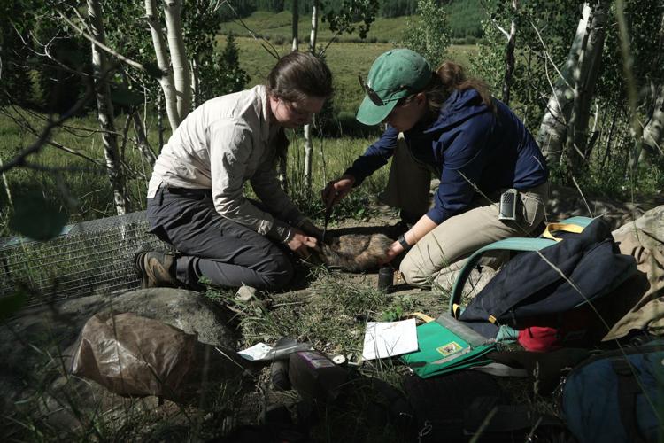 Marmots Climate Research