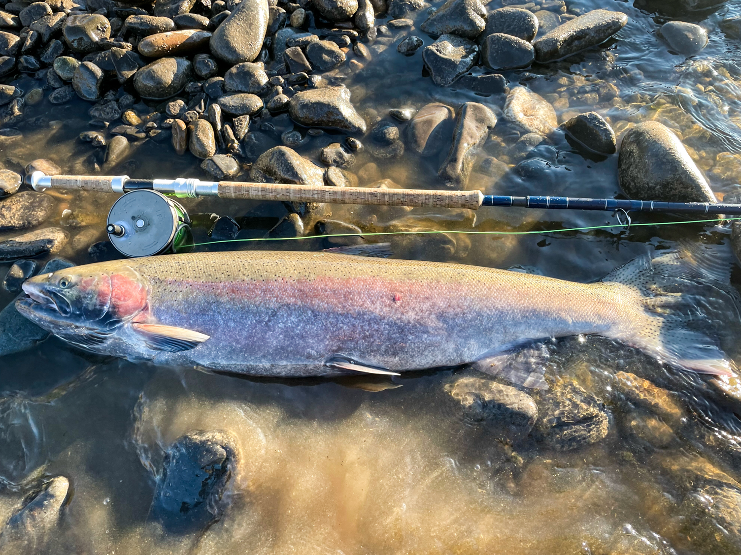 MONSTER STEELHEAD: Idaho angler sets new state record with 41-inch