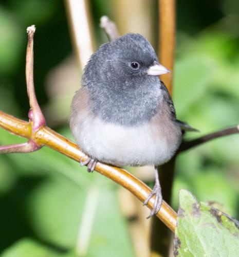 dark-eyed junco by Terry Rich.jpg