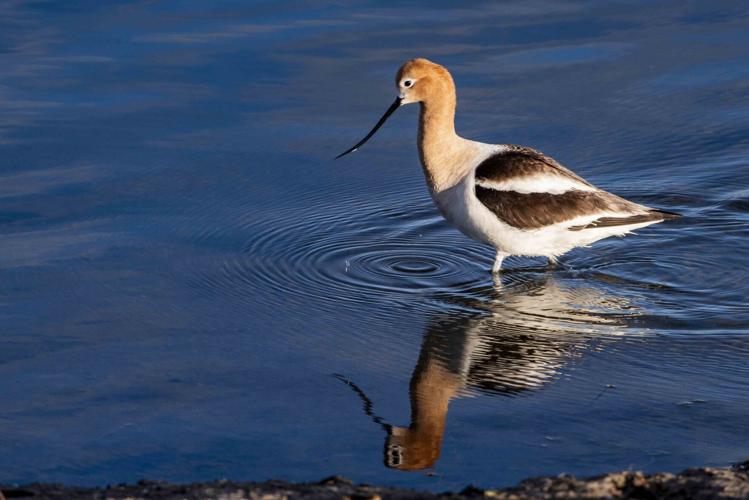 American avocet