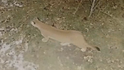 Mountain lion