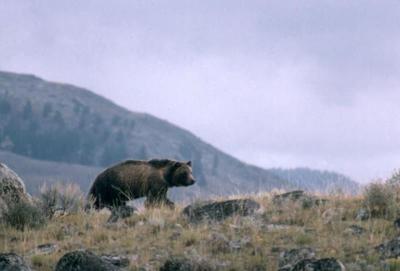 Hunting Grizzlies