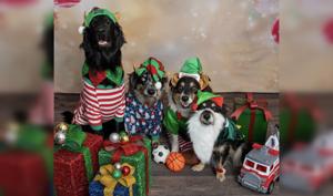 Local pet food drive for Bannock Humane Society returns for 13th year