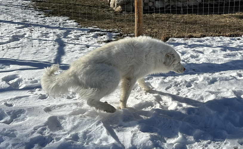 Laska