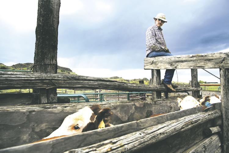 CATTLE_003_tt