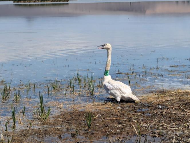 Swan 4