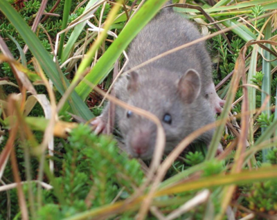 Idaho public health officials are trying to curb the rat infestation — with a $250K fund