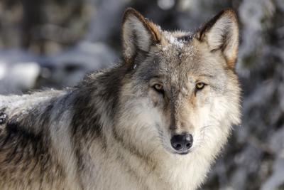Wolves Idaho