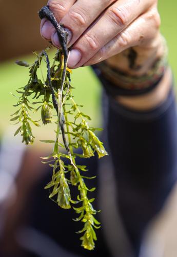 Hydrilla verticillata