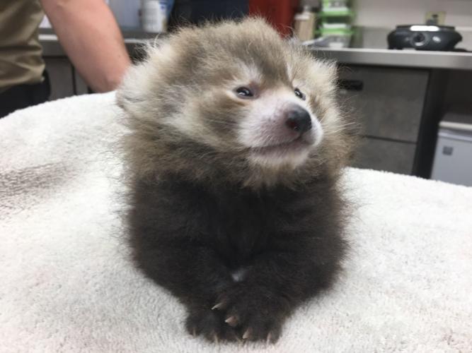 Red Panda cub at IF Zoo