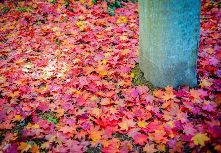 Leaves 2
