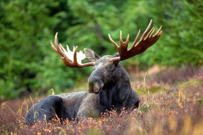Moose Hunting Season