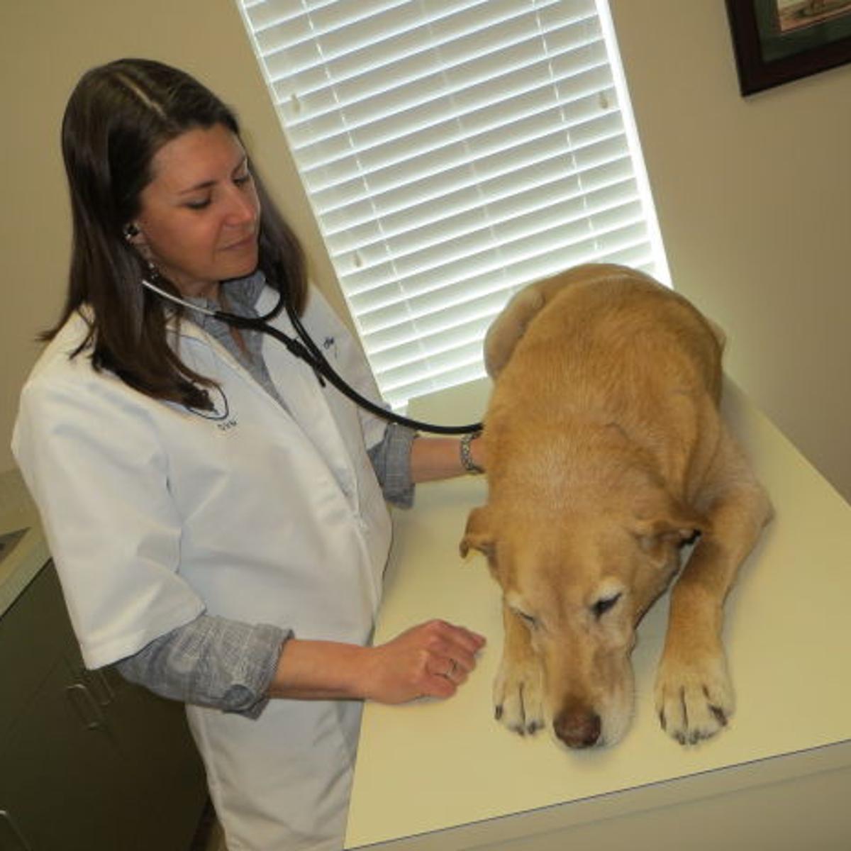 Casino central vet clinic Casino central vet clinic