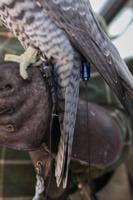 falconers