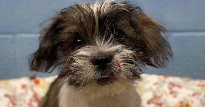 State police find owner of stolen puppy thrown from moving vehicle on I ...