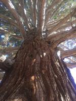 Large Idaho sequoia tree finds new home
