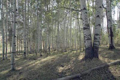 Aspens