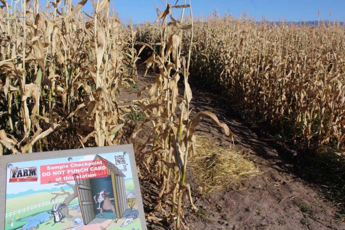 Free Preston corn maze taking donations for mother with cancer Local