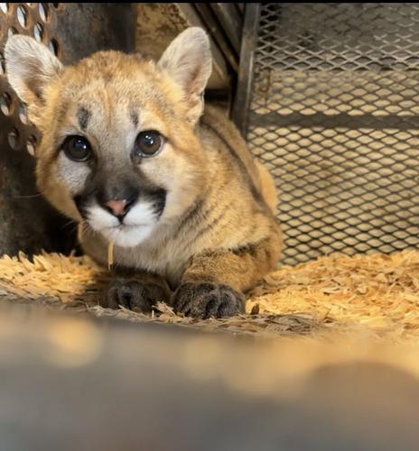 cougar kitten 2.jpg