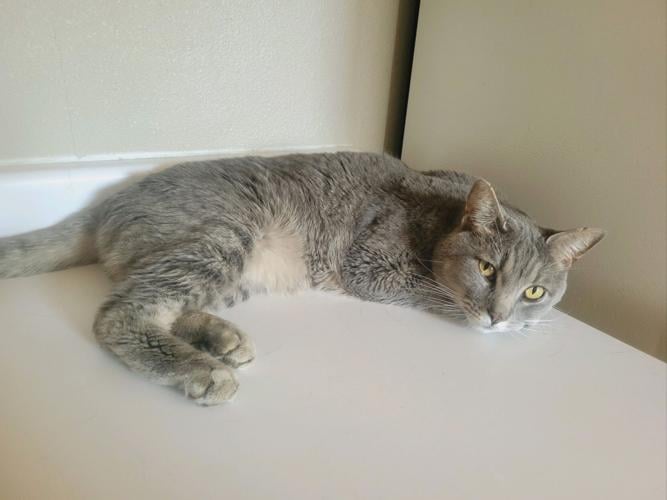 Local dogs and cats in need of forever homes Freeaccess