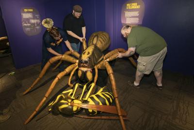Spider and yellowjacket photo