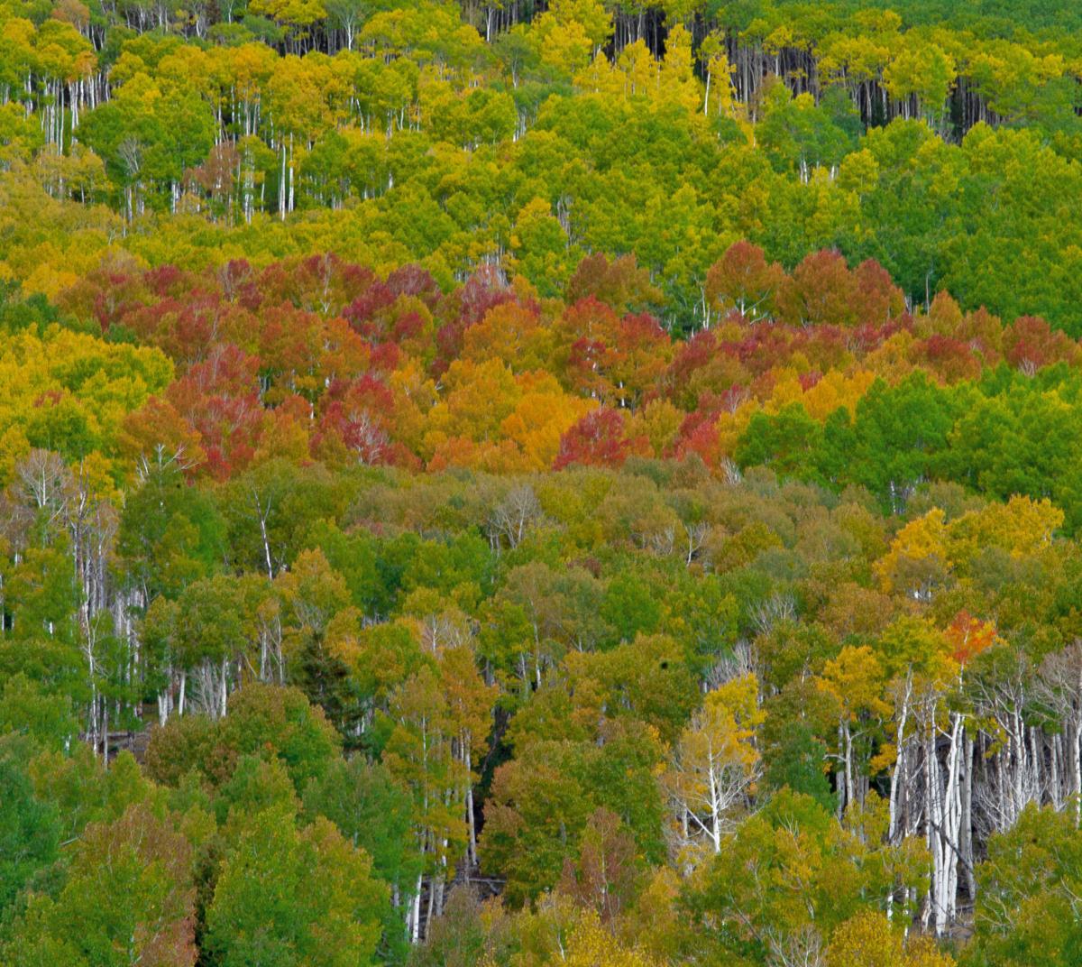 Pando — 'The Trembling Giant' Central Utah home to unusual grove of
