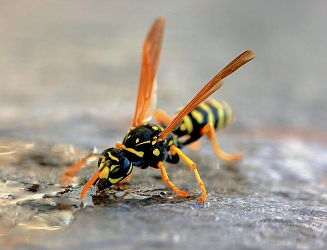 yellowjacket