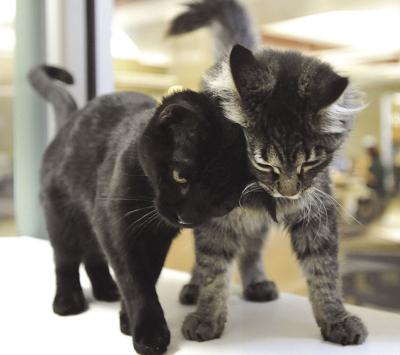 Cats Pix for Animal Shelter Story.