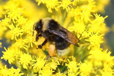 Bumblebee Survey (copy)