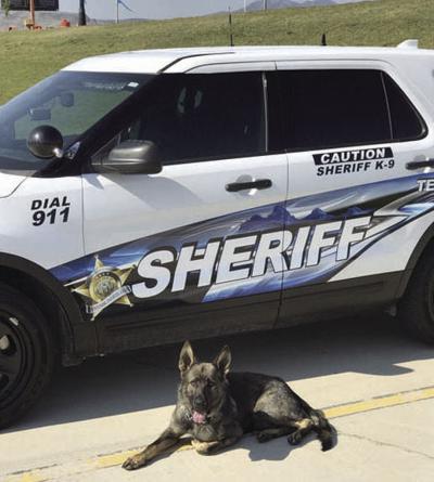 Teton County K9 To Get Protective Vest Local Idahostatejournal Com