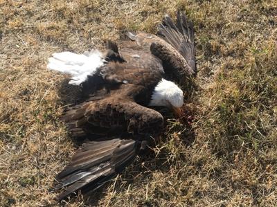 shot bald eagle in Bear Lake County