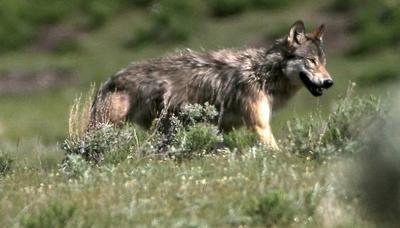 Yellowstone wolf hunting
