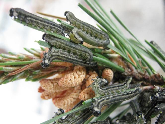 Pine sawfly larvae
