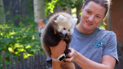 Red panda cub