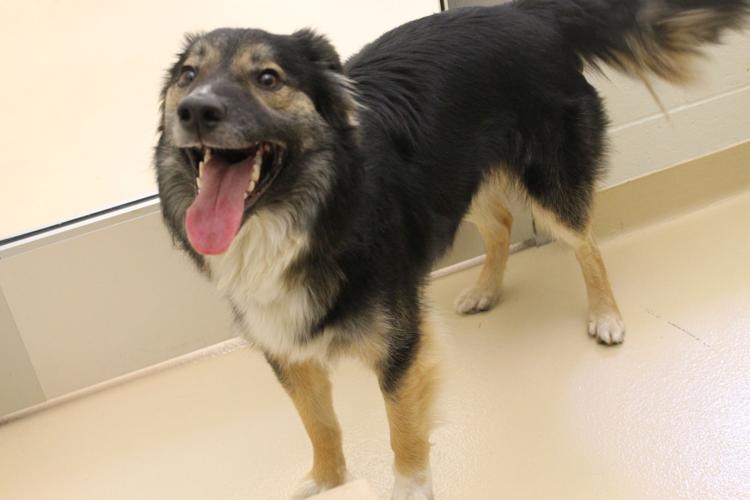 Pocatello Animal Shelter Pets of the Week Local