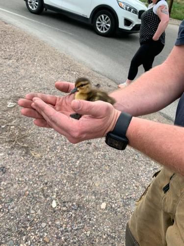 Firefighters save ducks