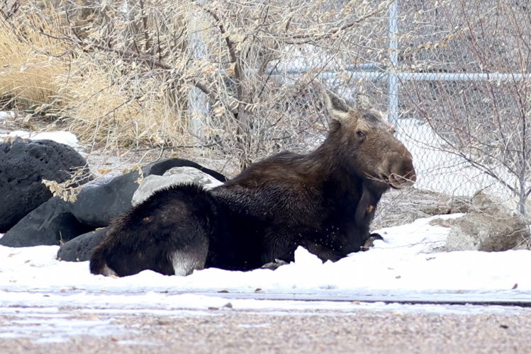Fish and Game personnel tranquilize and relocate moose that was ...