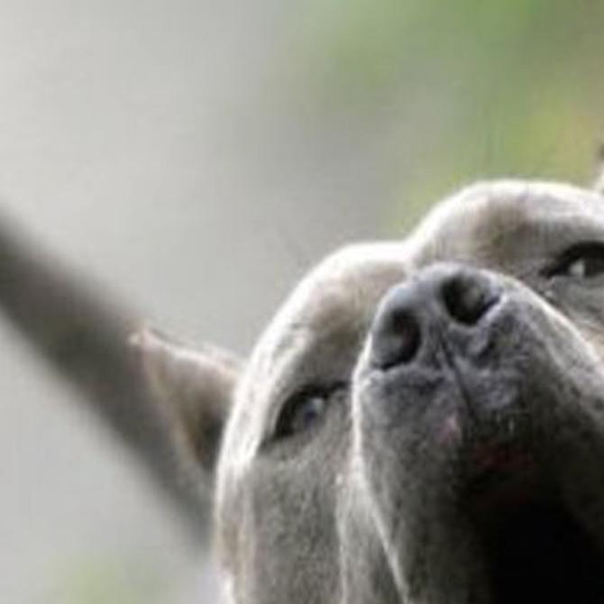 cops kill pit bull that was attacking