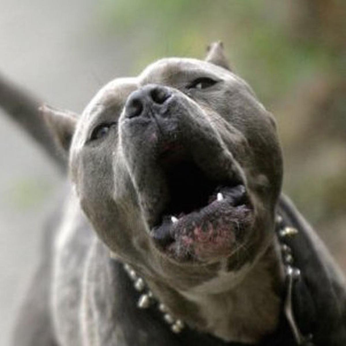 cops kill pit bull that was attacking