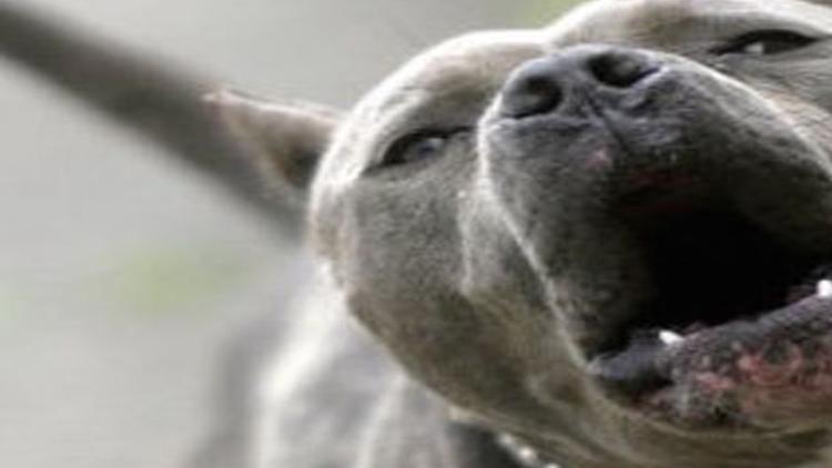 cops kill pit bull that was attacking