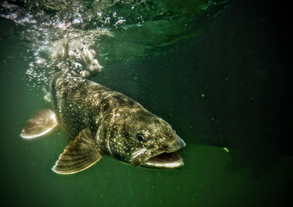 Exploring the reach of lake trout in backcountry Alaska, Commentary
